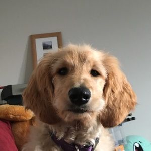 Meet your Posher, Harry